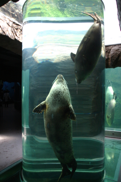 Asahiyama Zoo.jpg